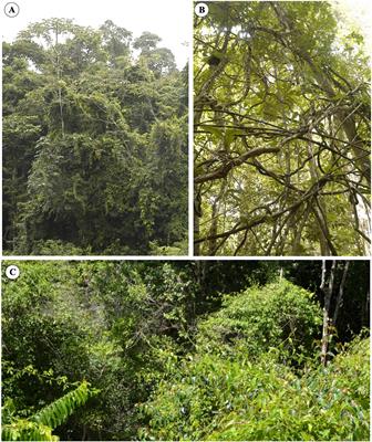 Trellis-forming stems of a tropical liana Condylocarpon guianense (Apocynaceae): A plant-made safety net constructed by simple “start-stop” development